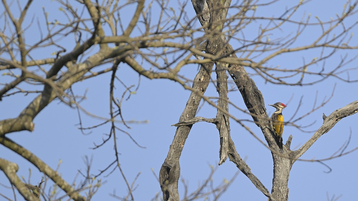 Black-rumped Flameback - ML630587800