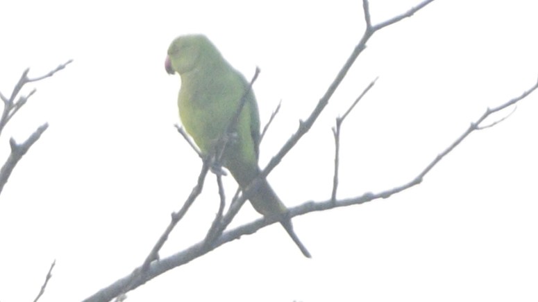 Rose-ringed Parakeet - ML630587803