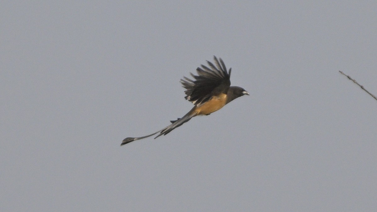 Rufous Treepie - ML630587806
