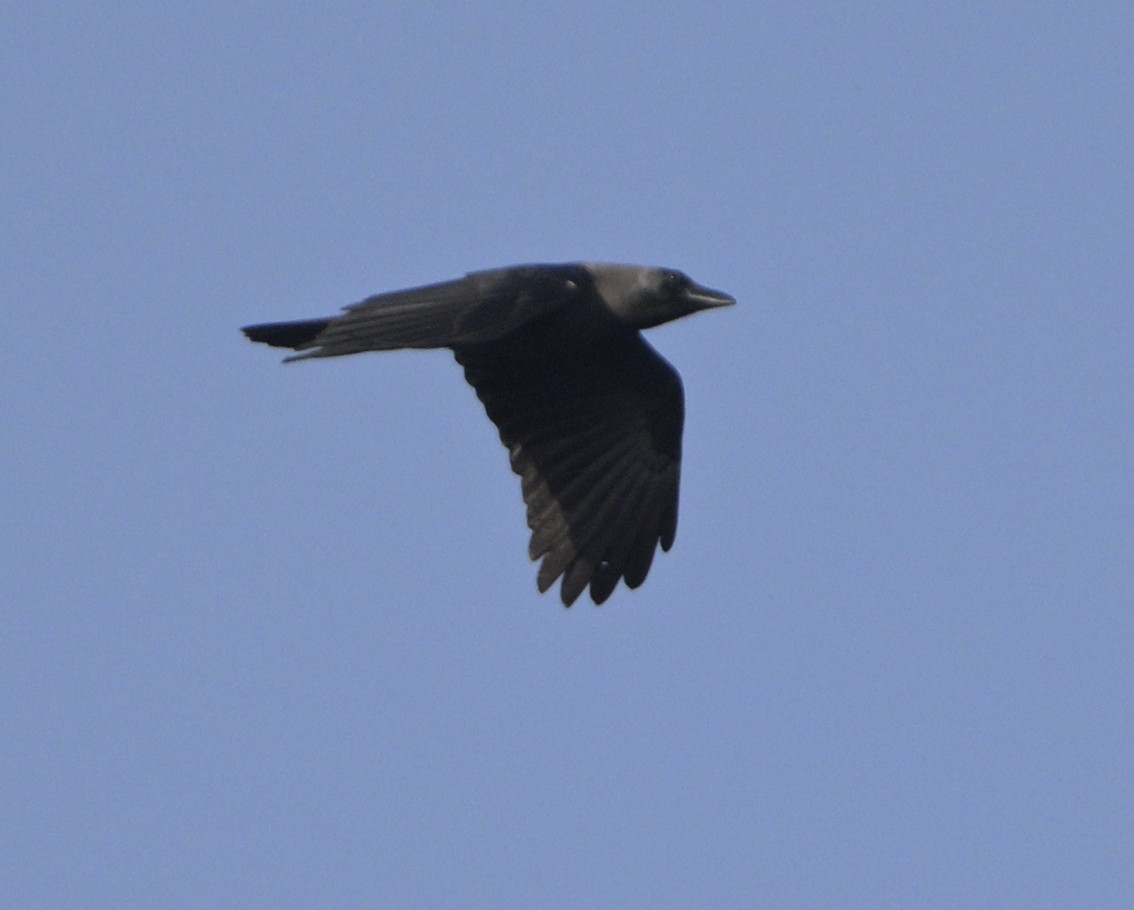 House Crow - ML630587813