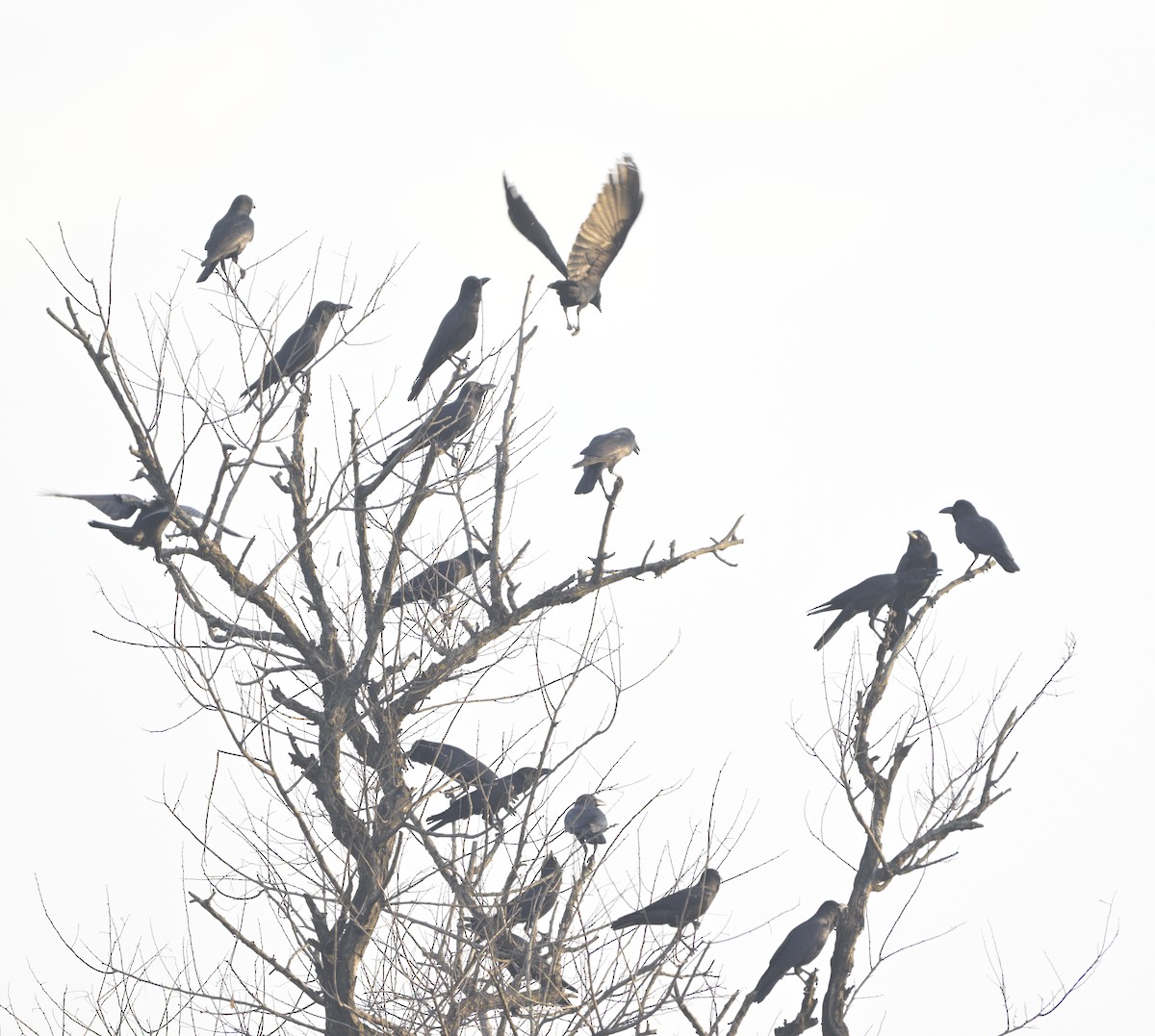 Large-billed Crow - ML630587824