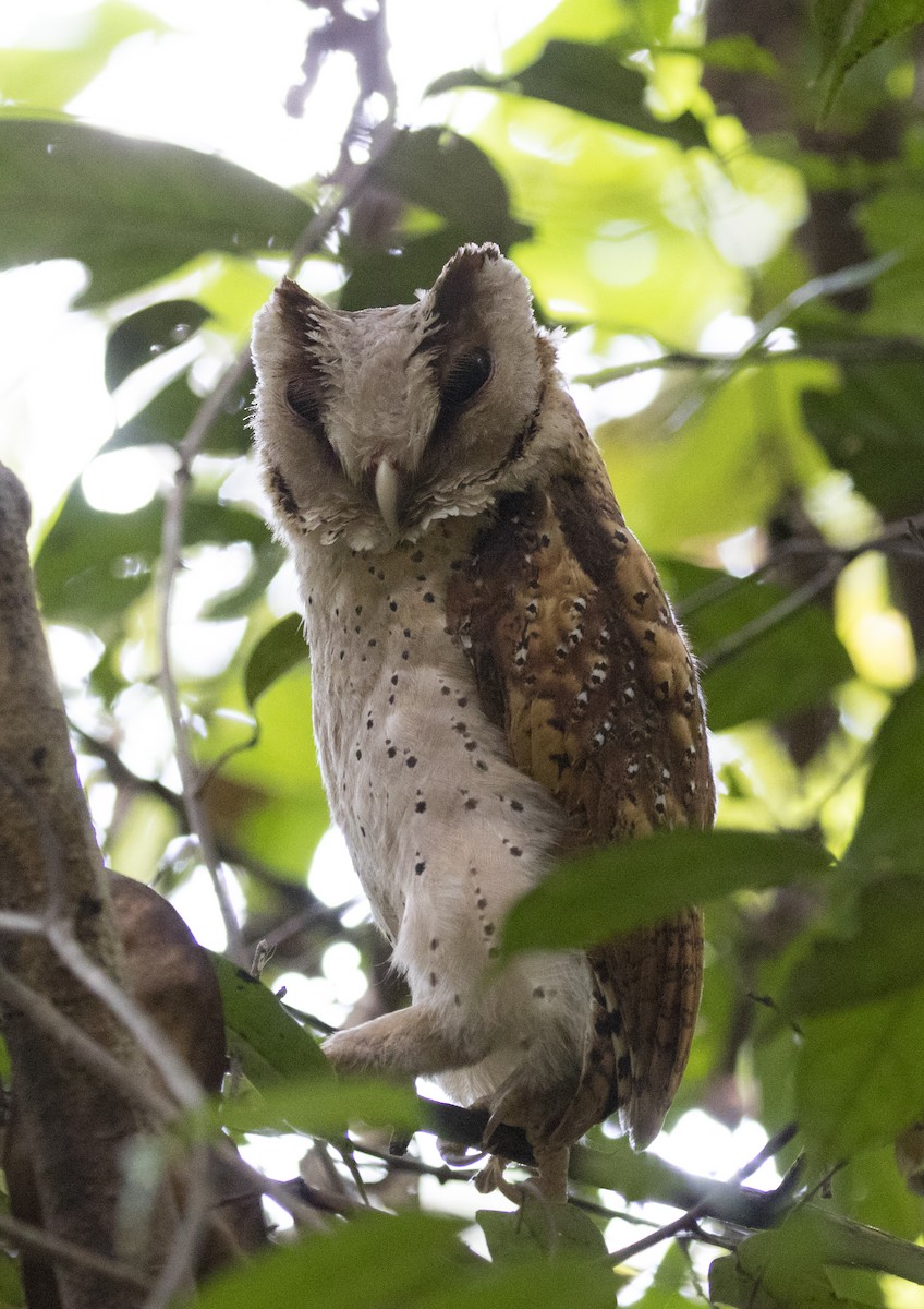 Sri Lanka Bay-Owl - ML630587833
