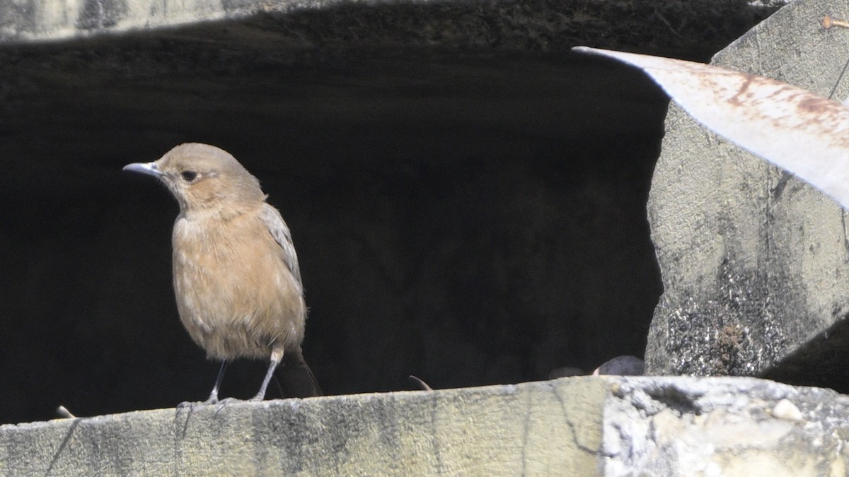Brown Rock Chat - ML630587836
