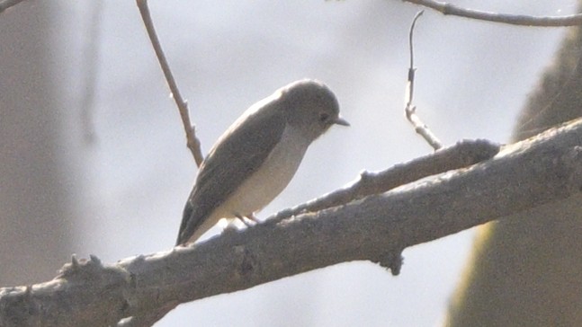 Taiga Flycatcher - ML630587847