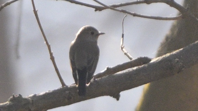 Taiga Flycatcher - ML630587848