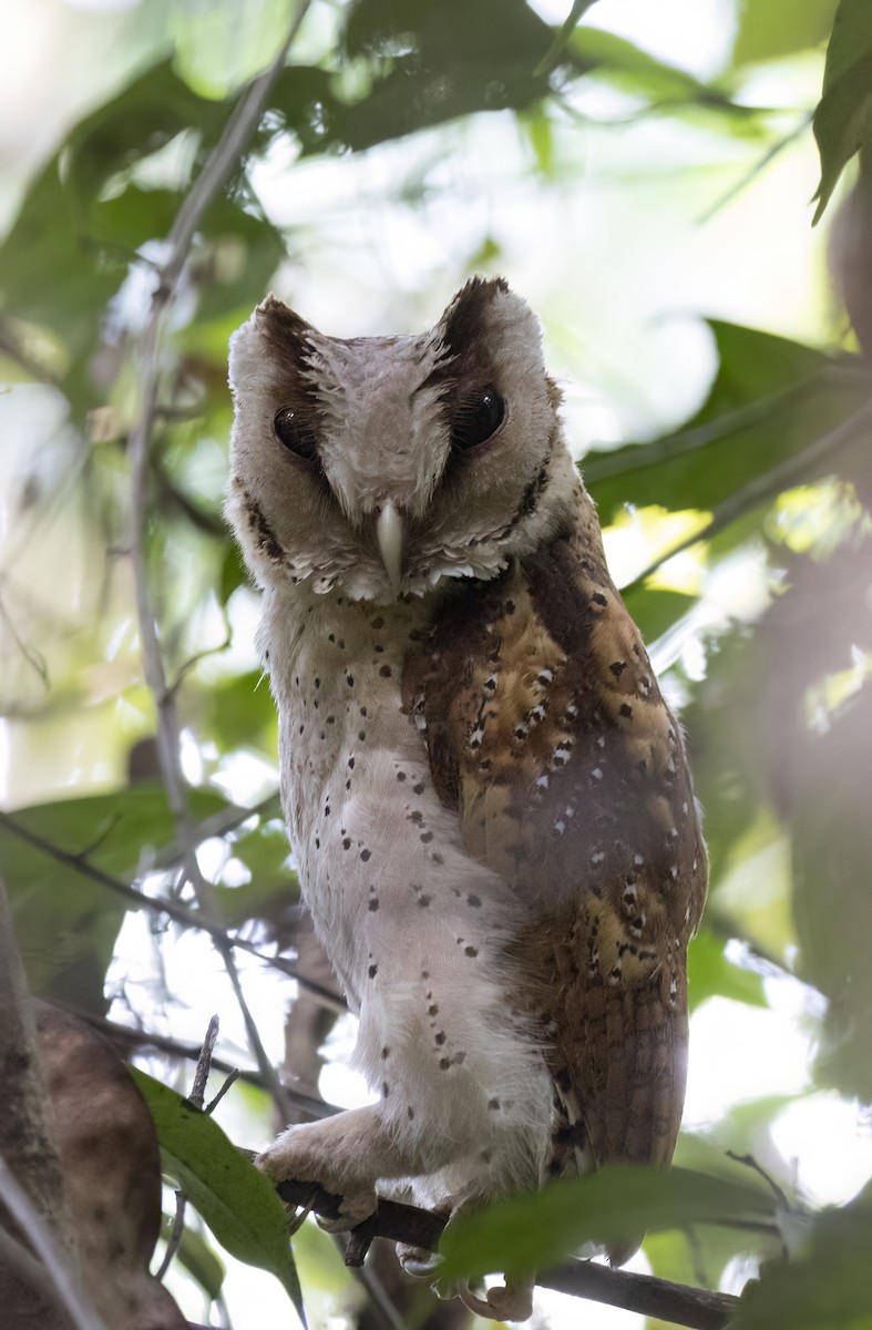 Sri Lanka Bay-Owl - ML630587858