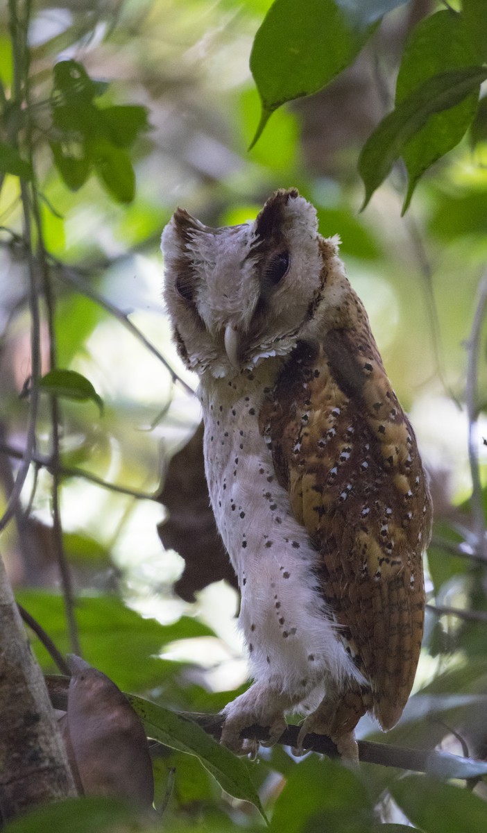 Sri Lanka Bay-Owl - ML630587868