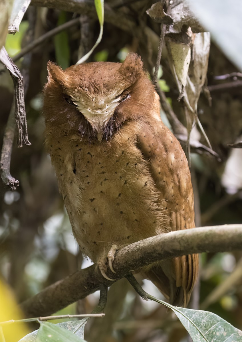 Serendib Scops-Owl - ML630587885