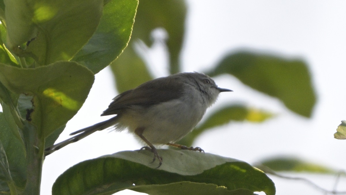 Gray-breasted Prinia - ML630587888