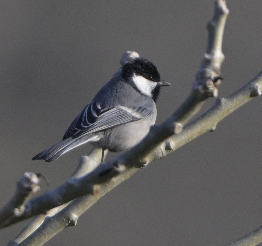 Asian Tit (Cinereous) - ML630587897