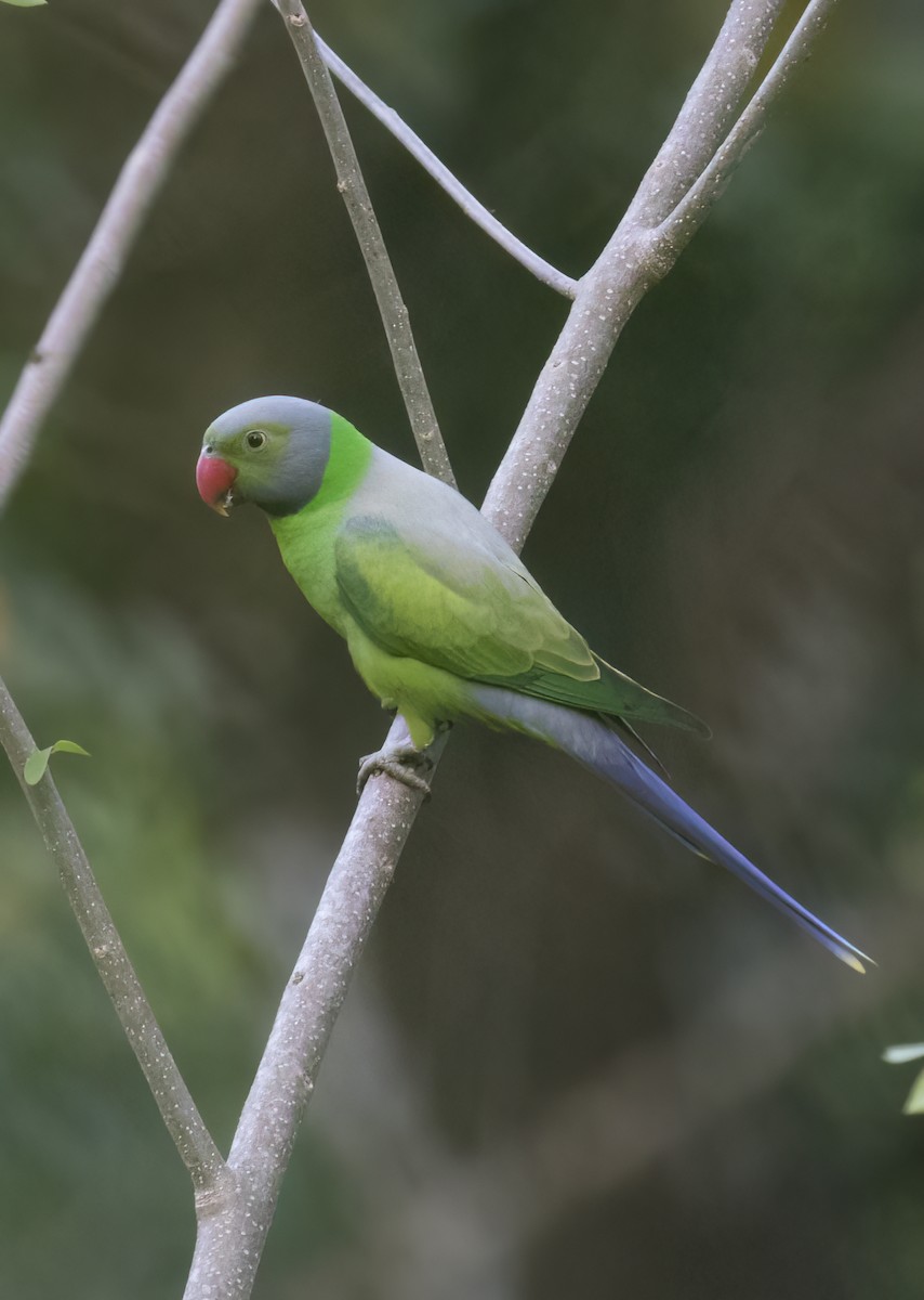Layard's Parakeet - ML630587901