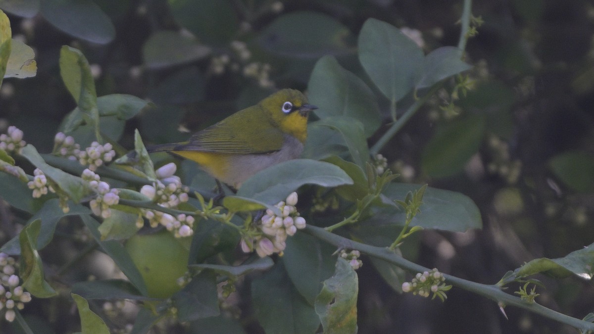 Indian White-eye - ML630587906