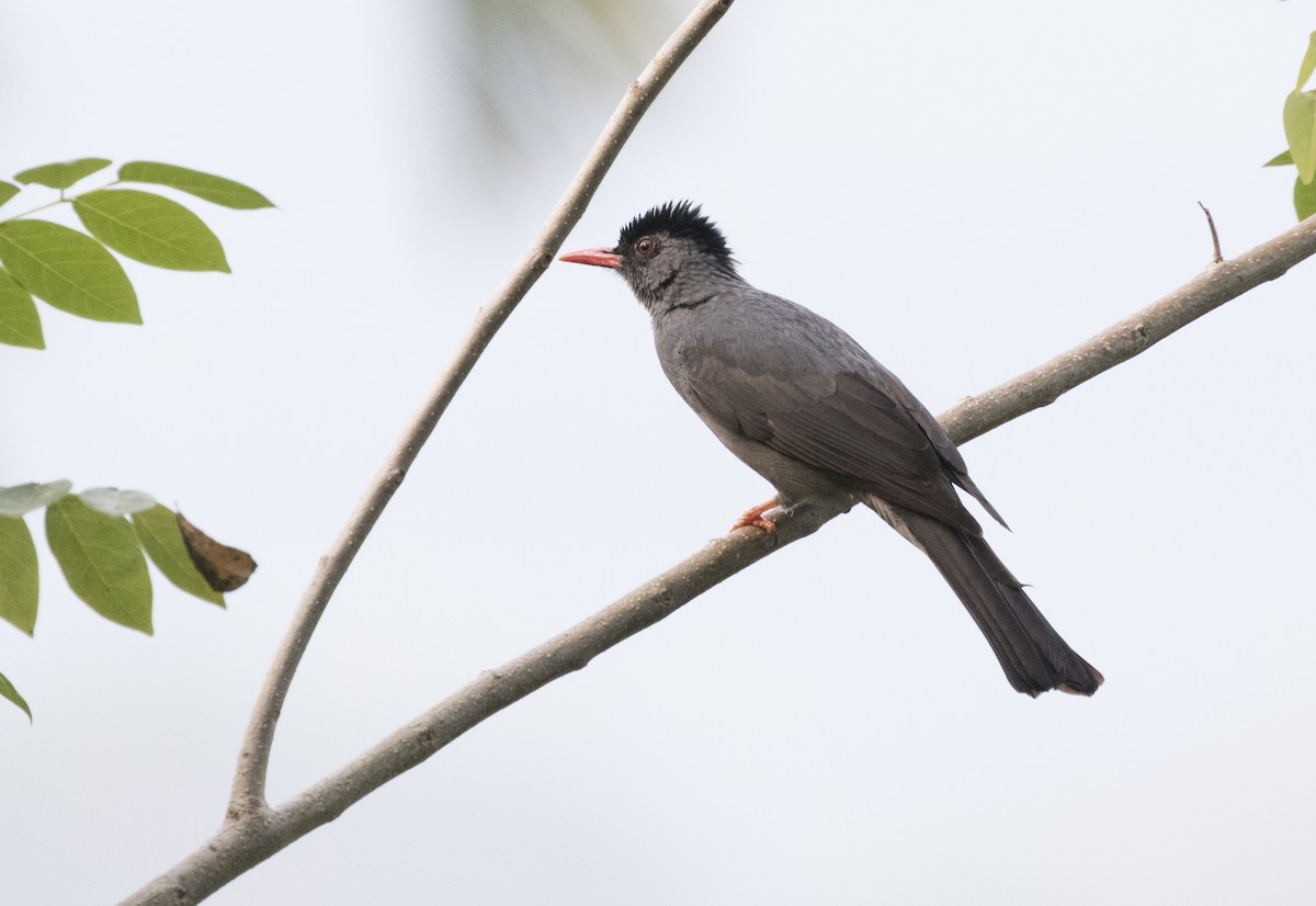 Square-tailed Bulbul - ML630587915