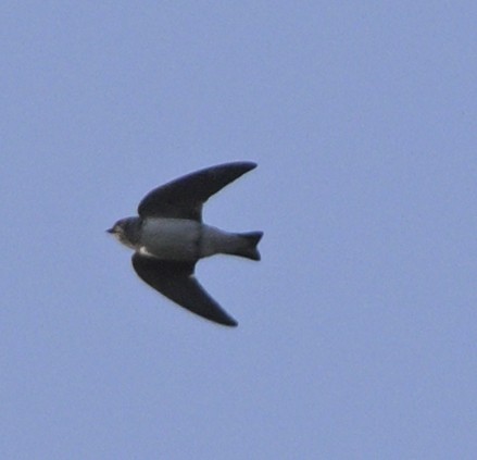 Gray-throated Martin - ML630587943