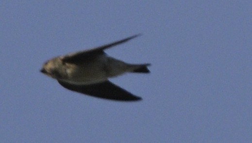Gray-throated Martin - ML630587944