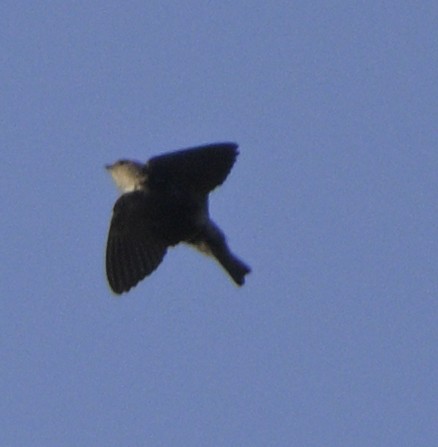Gray-throated Martin - ML630587945