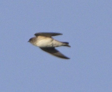Gray-throated Martin - ML630587946