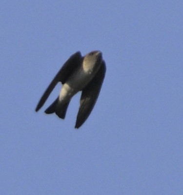 Gray-throated Martin - ML630587947