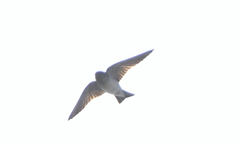Streak-throated Swallow - ML630588000