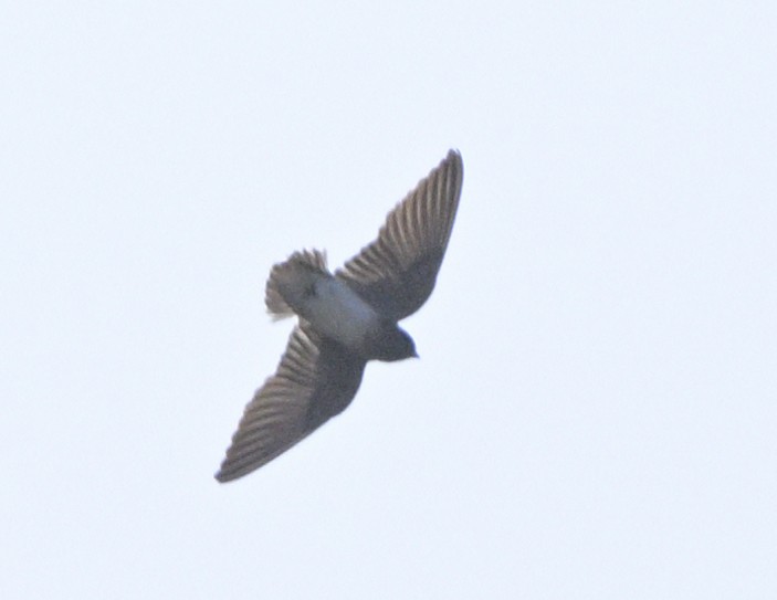 Streak-throated Swallow - ML630588001