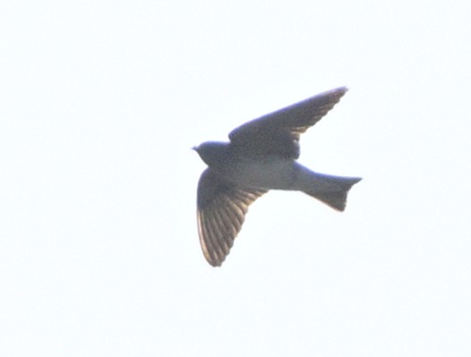 Streak-throated Swallow - ML630588002