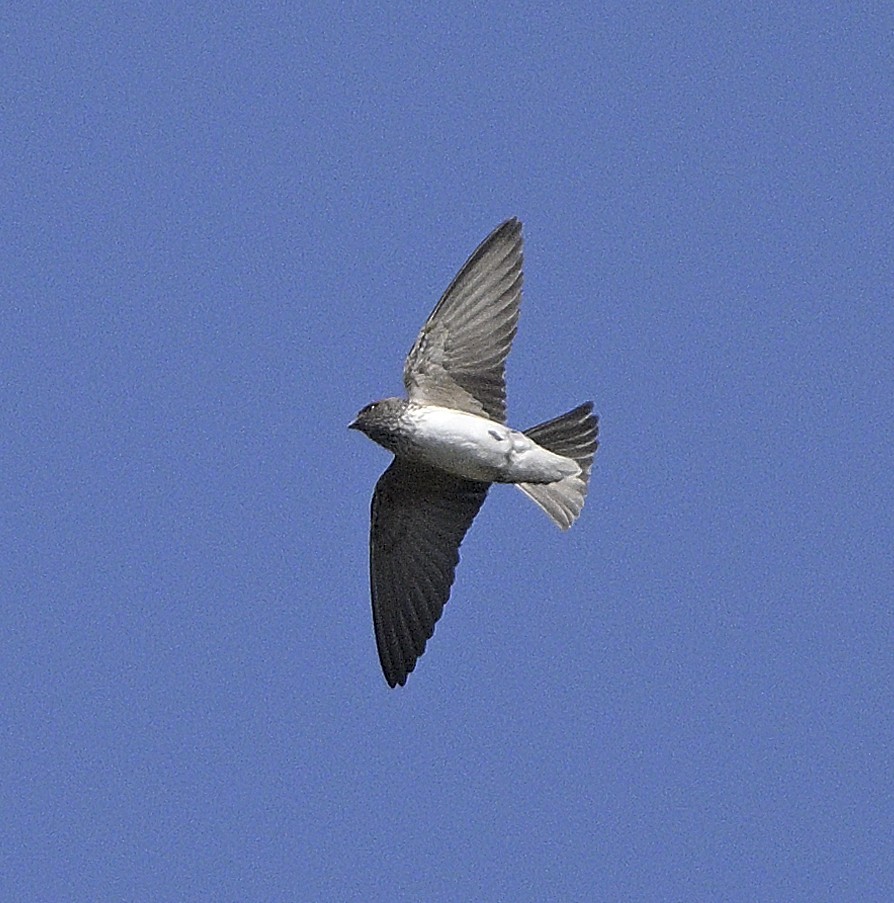 Streak-throated Swallow - ML630588003