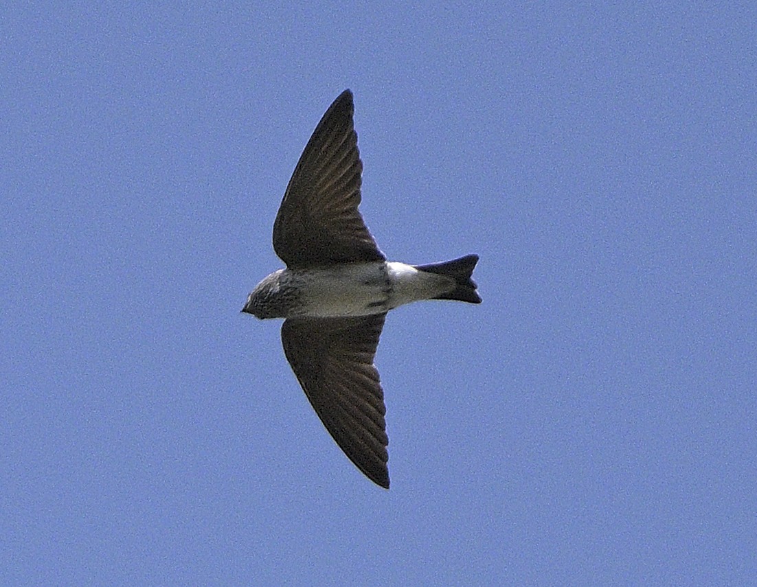 Streak-throated Swallow - ML630588004