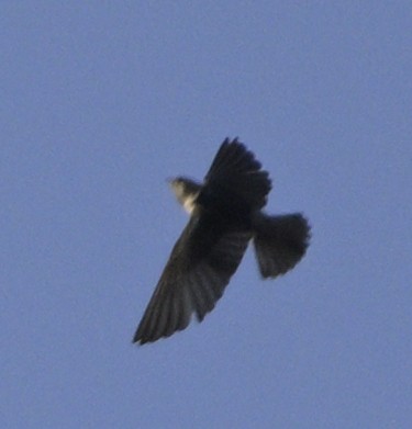 Streak-throated Swallow - ML630588005