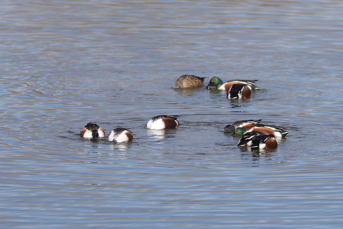 Northern Shoveler - ML630588087