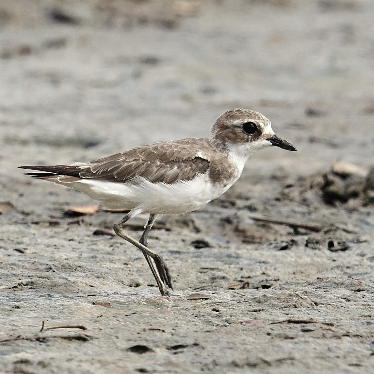 Tibetan Sand-Plover - ML630588297