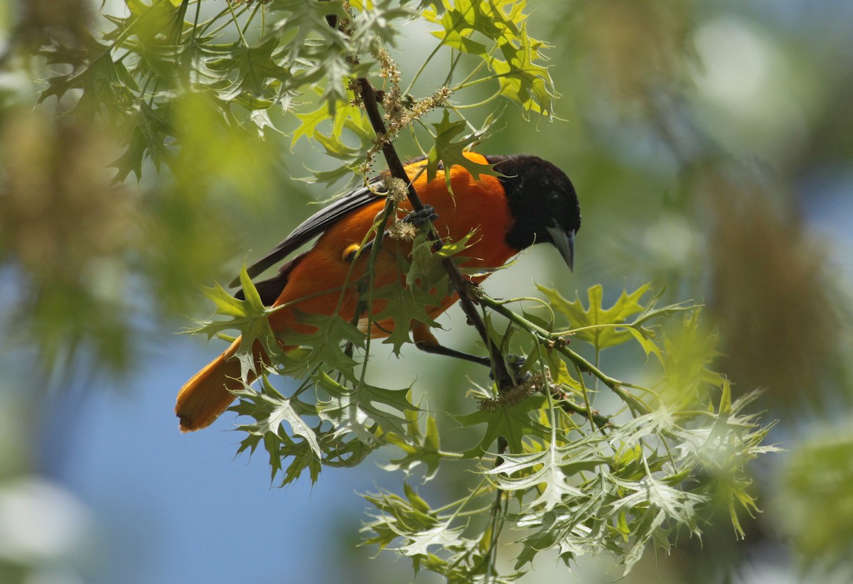 Baltimore Oriole - ML630589201