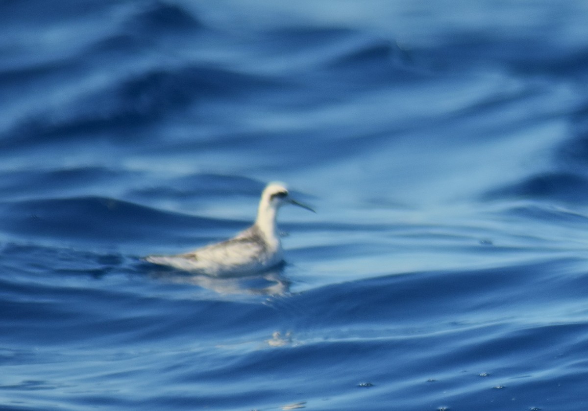 Phalarope à bec étroit - ML630589551