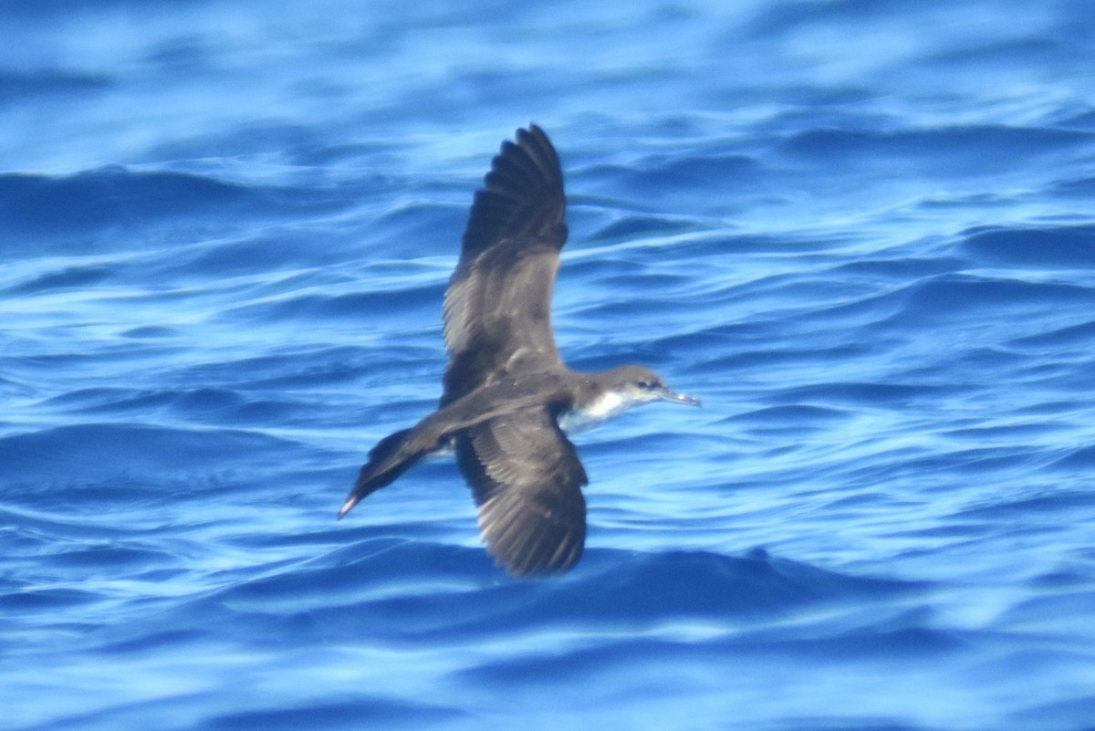 Puffin des Galapagos - ML630589571