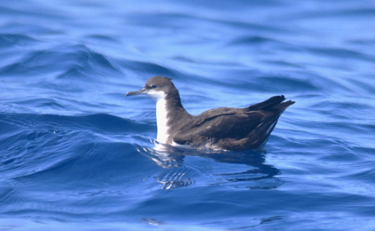 Puffin des Galapagos - ML630589572