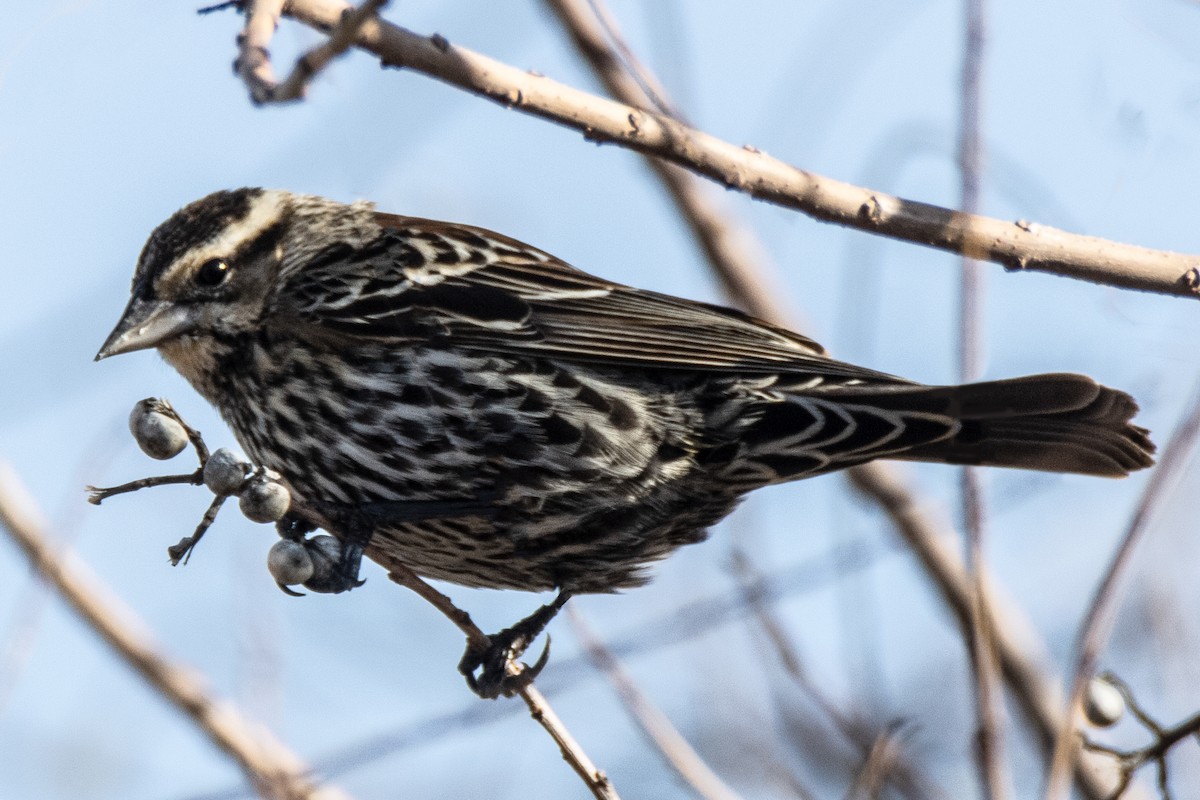 Red-winged Blackbird - ML630589872