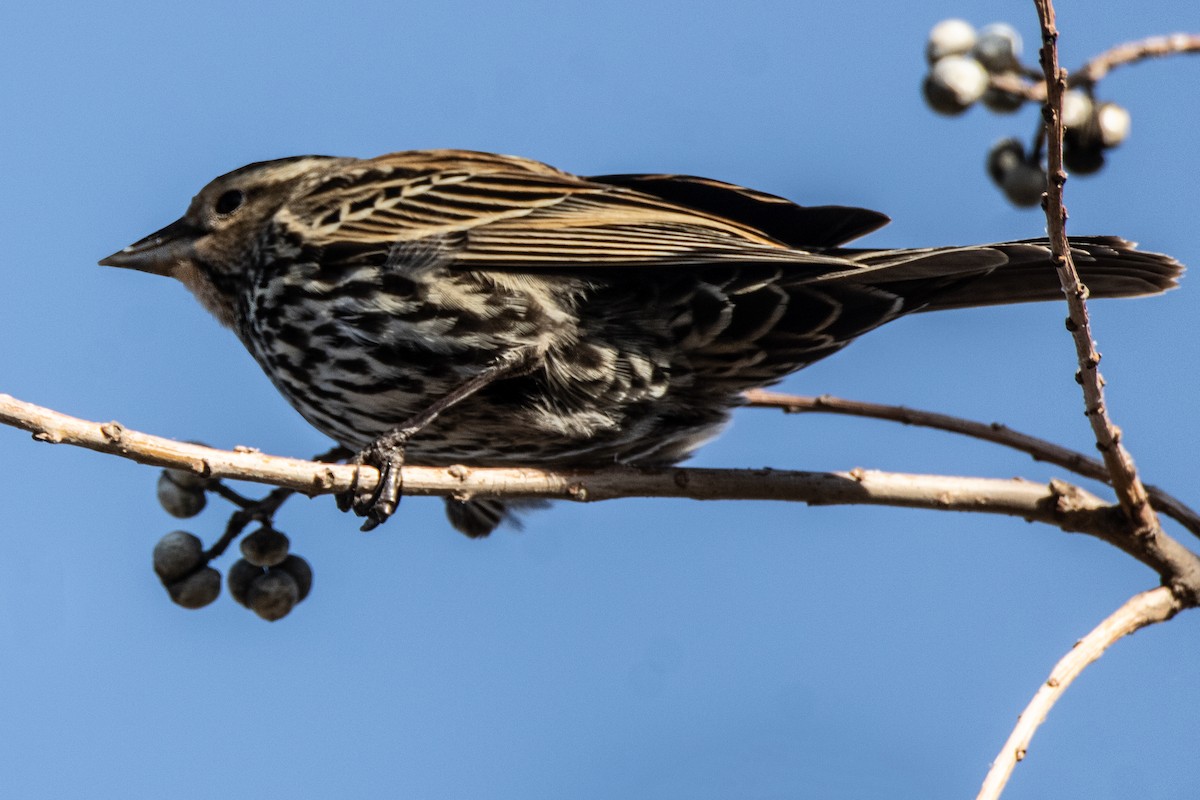 Red-winged Blackbird - ML630589876