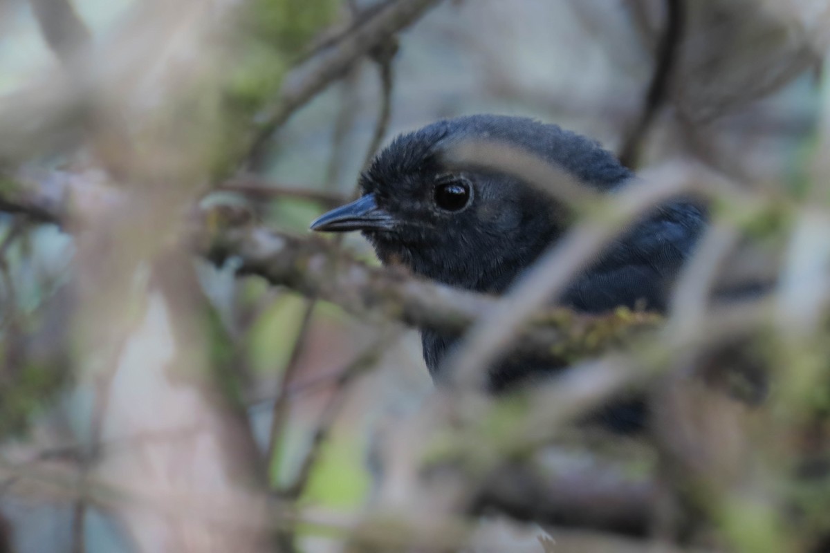 Utcubamba Tapaculo - ML630589937