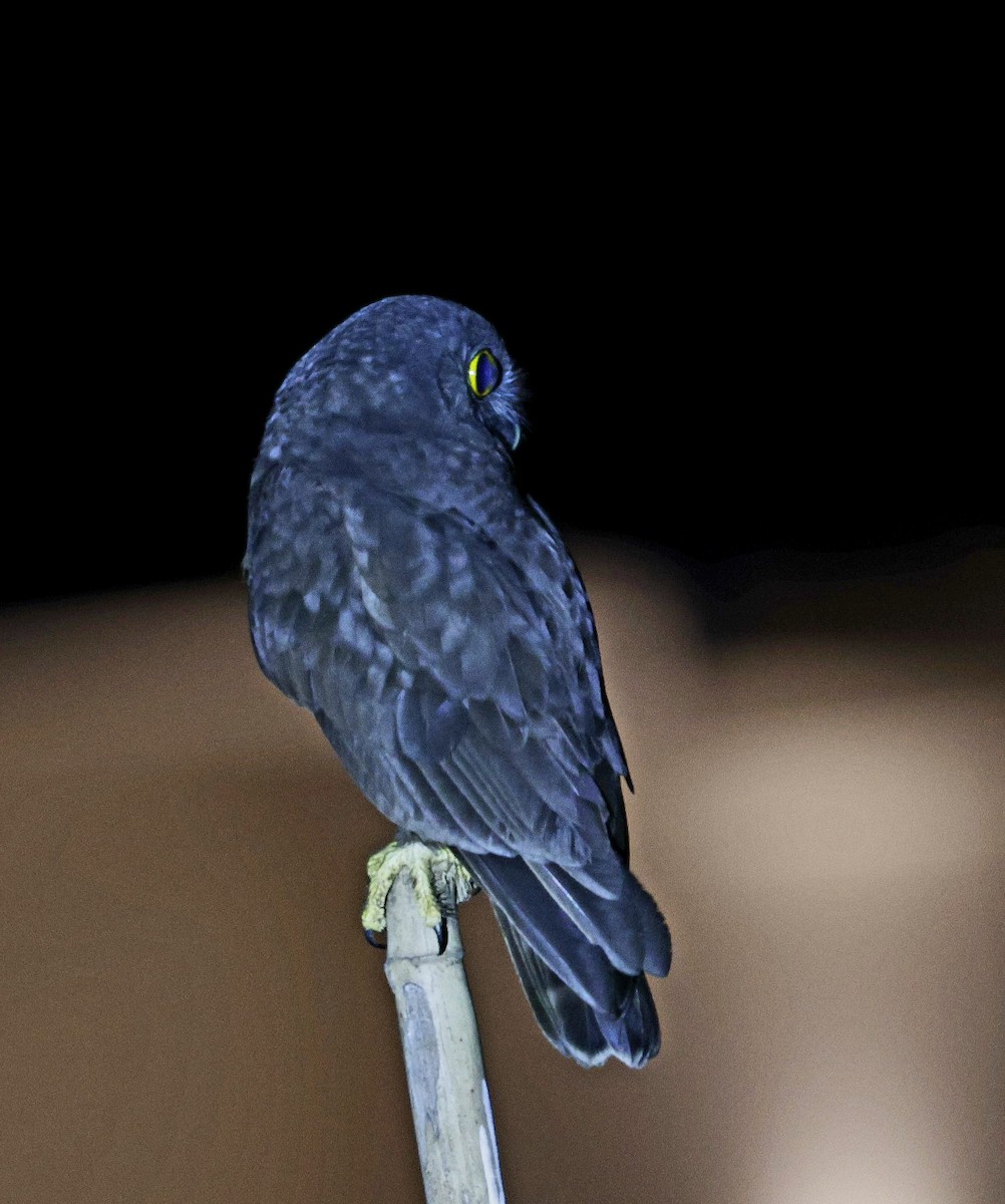 Hume's Boobook - Kalpesh Gaitonde