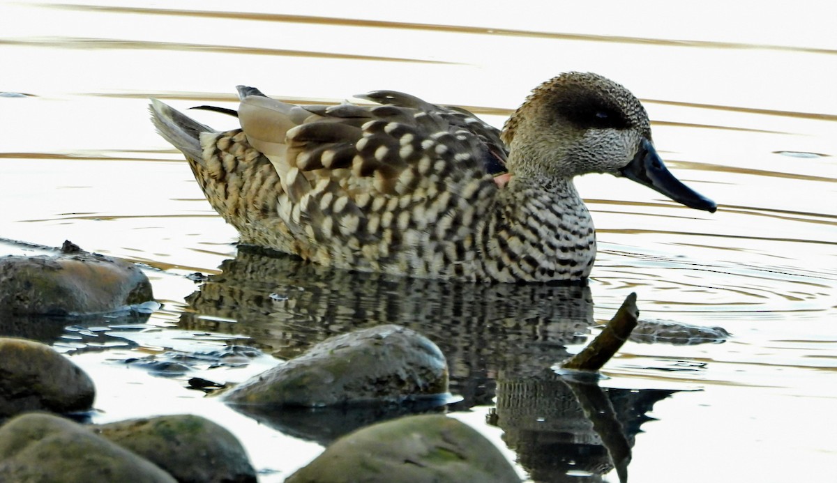 Yaz Ördeği - ML630590115