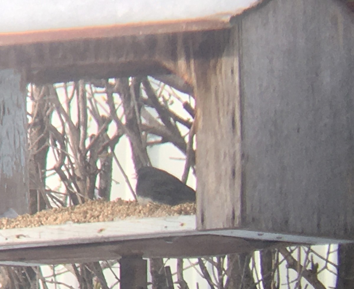 Dark-eyed Junco - ML630590209