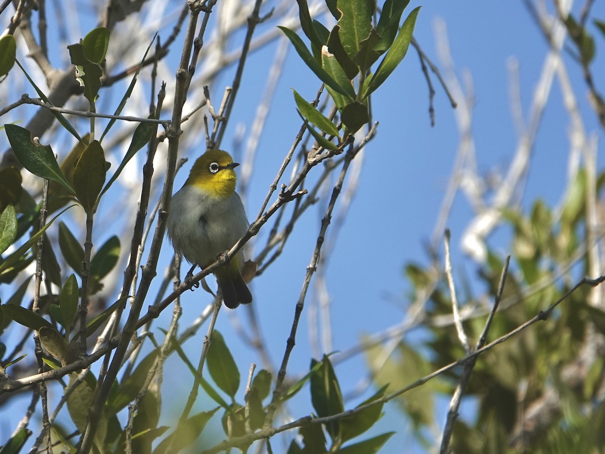 Gangesbrillenvogel - ML630590478