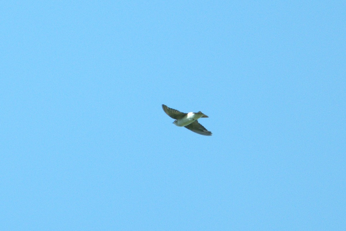 Violet-green Swallow - ML630590487