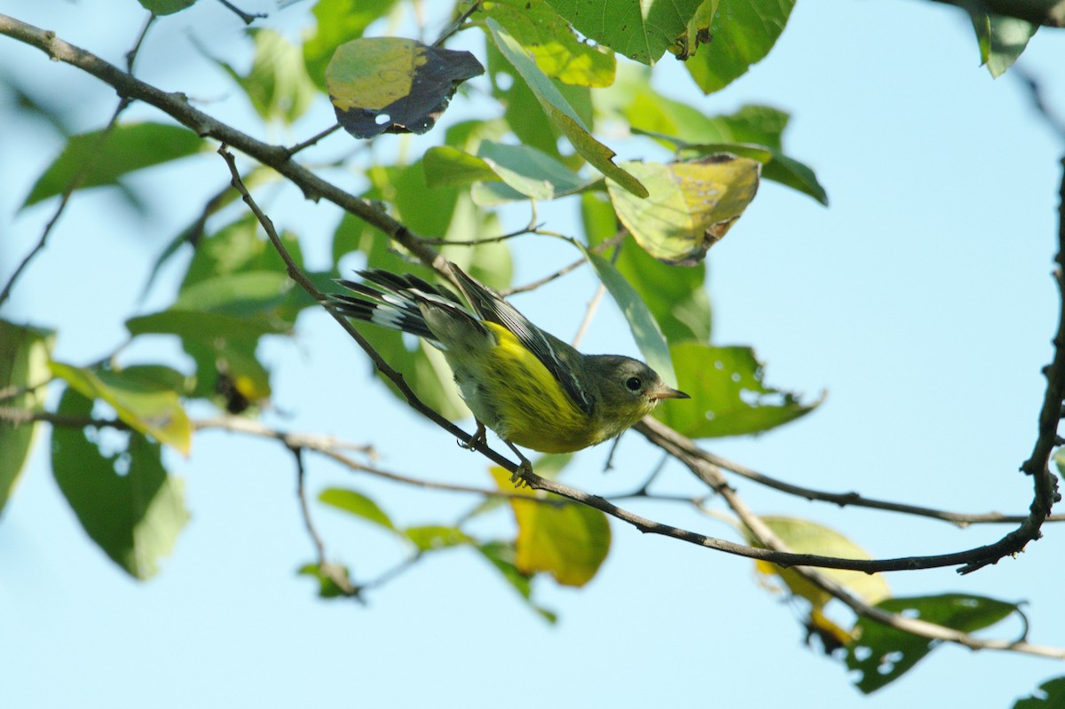 Magnolia Warbler - ML630590495