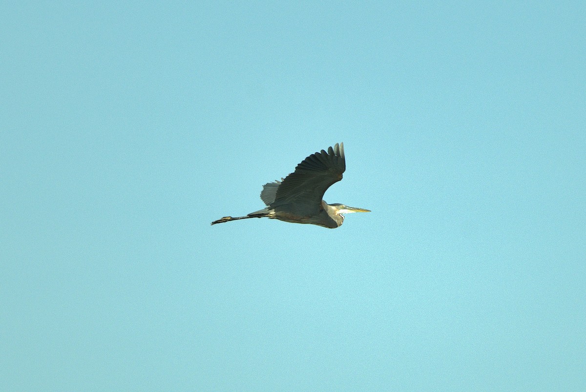 Great Blue Heron - ML630590501