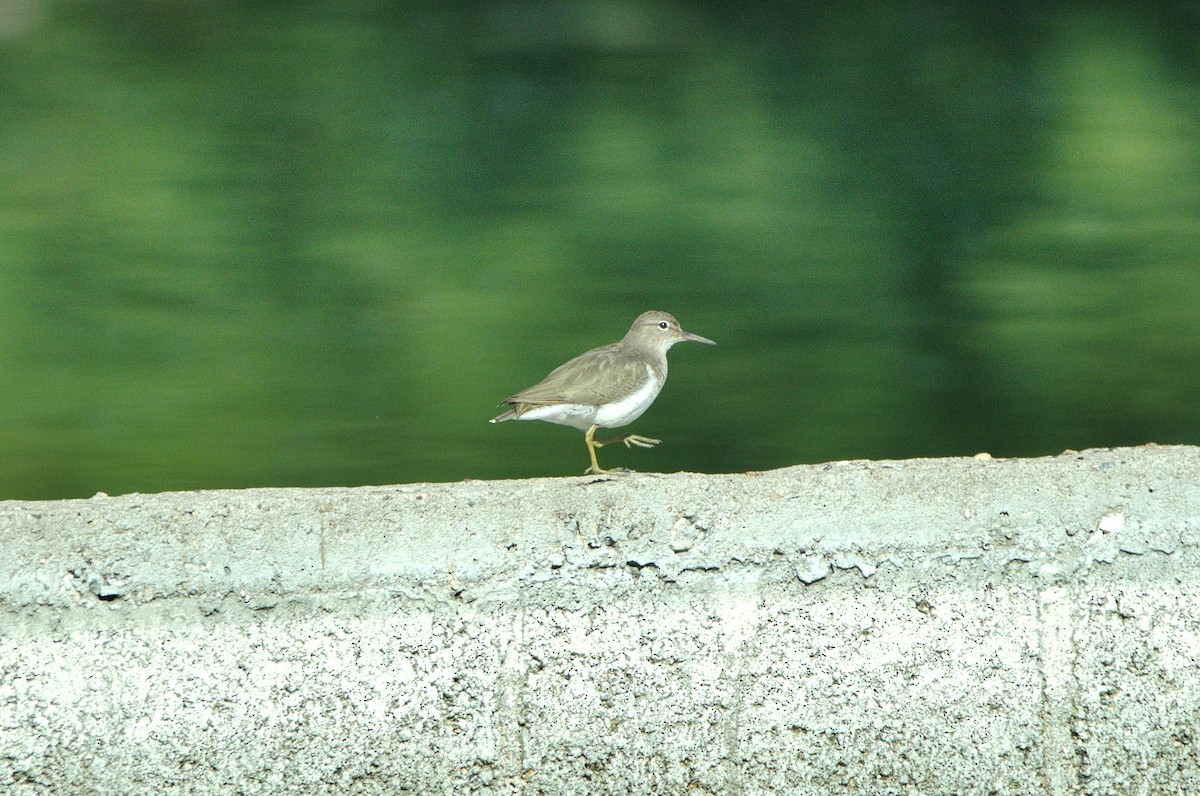 Spotted Sandpiper - ML630590515