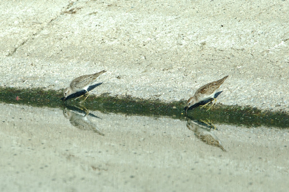 Least Sandpiper - ML630590519