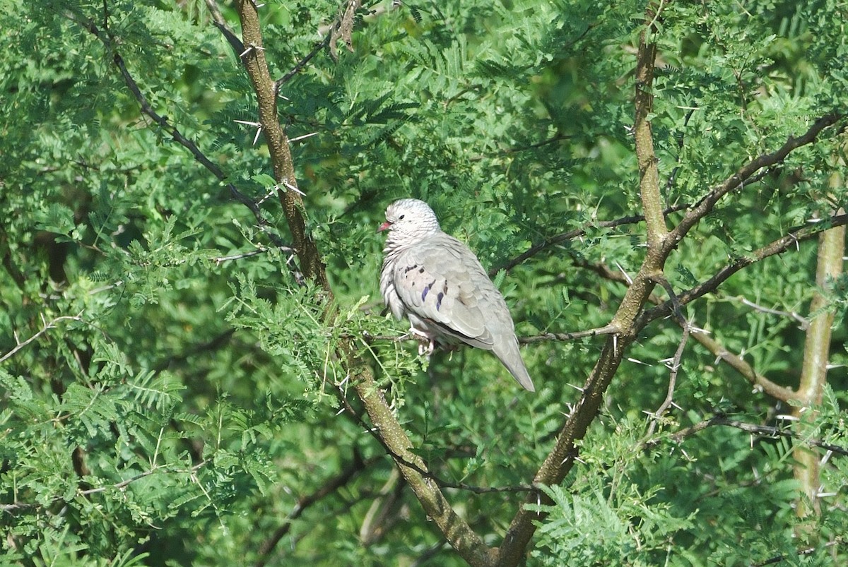Common Ground Dove - ML630590524