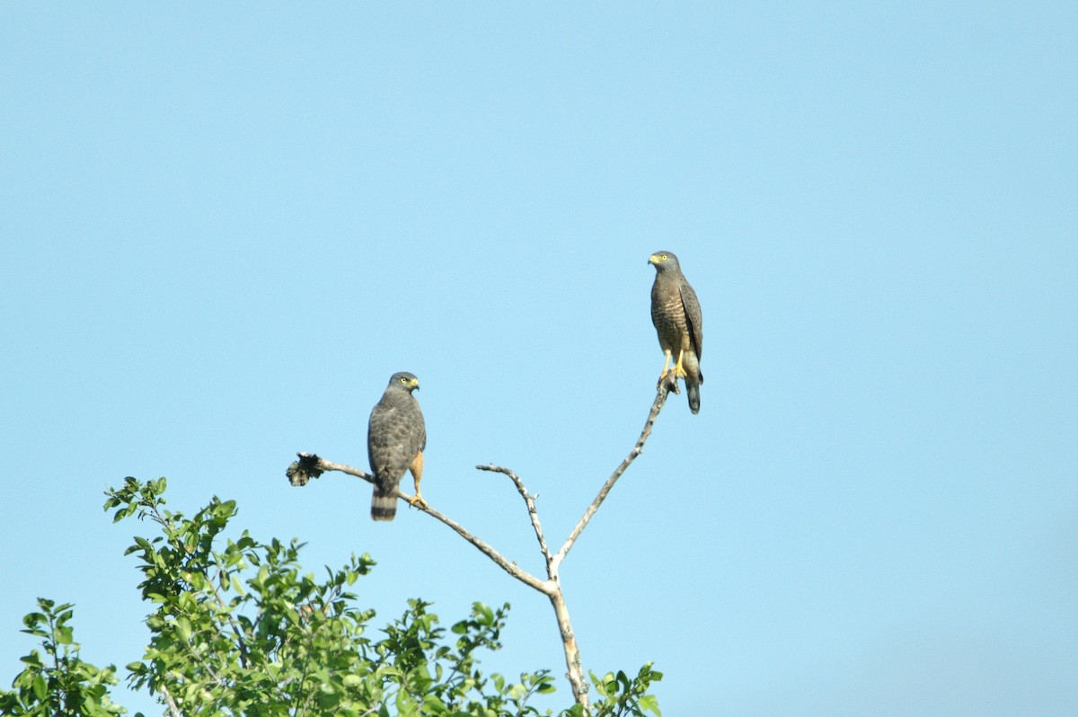 Roadside Hawk - ML630590533