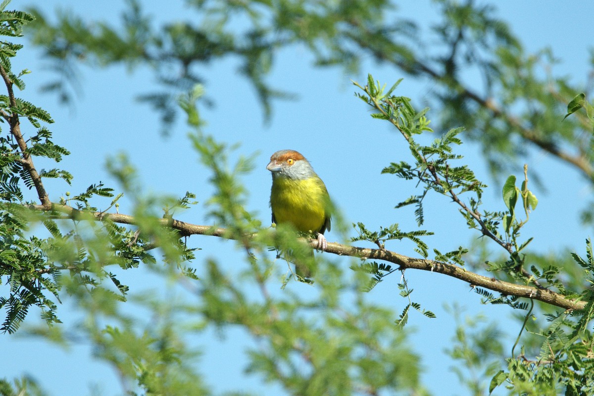 Rufous-browed Peppershrike - ML630590537