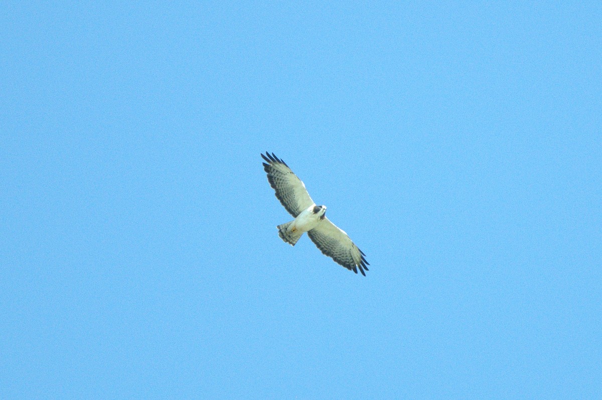 Short-tailed Hawk - ML630590539